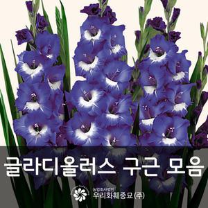 글라디올러스, 글라디올라스 구근 모음전 (5구 묶음)