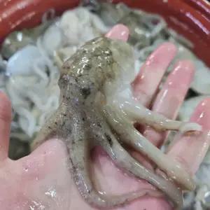 서해 활쭈꾸미1kg 빙장포장 알배기 봄제철