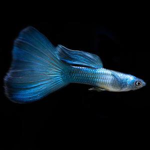 고정구피 [노블] 일렉트릭 모스코 블루 1쌍