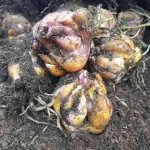 소나무길 핫레드 백합구근 스타게이져 꽃 2547