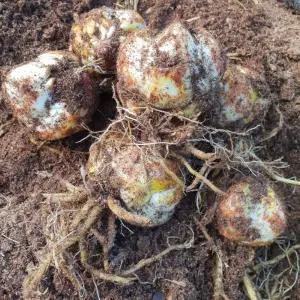 소나무길 핑크백합 구근 케리비언 꽃 2316