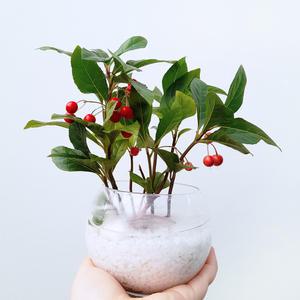 꽃파는농부 - 수경재배 DIY키트 (천냥금)