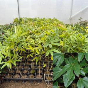 황칠나무 묘목 (키40~50cm) 포트묘 황칠묘목 모종 약용수 특용수