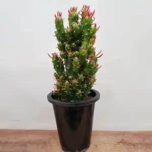 [소나무길] 오동통통  싱그러운 장군 선인장 085 화원 농원