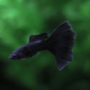 모스코 풀블랙 구피 트리오 [암2.수1] 고정구피 열대어 관상어 마리아쿠아