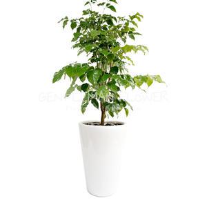 녹보수 흰사기분 (SH0008)[개업화분/축하/사무실이전]