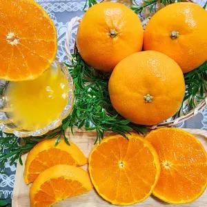 [제주의맛] 최고급 천혜향 3kg 5kg 맛없으면반품가능