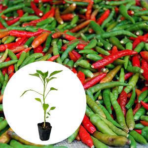 [장미농원] 청양고추 모종