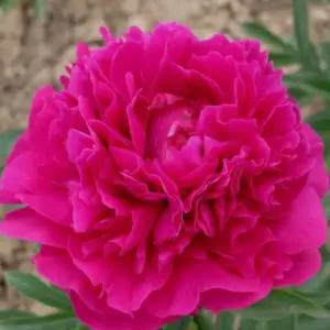 수입 겹꽃 작약((칸사스))2-3촉 숙근 개화주 다년생 정원꽃나무 겹작약 모종 (목하원예조경)