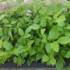 (GJ소망)눈개승마(삼나물)모종 100개