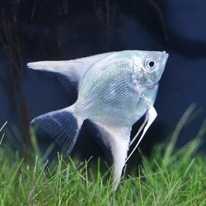 티아쿠아 열대어 플래티넘 엔젤피쉬 1마리 관상어