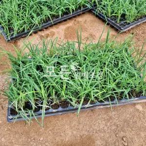 맥문동모종 (연결포트) 100주묶음 맥문동묘목 관상수 아파트조경