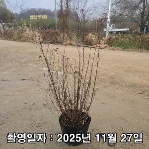 국수나무 / 타이니와인 / 9치 포트 / 개화주