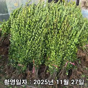 사철나무 / 1.5m / 10주