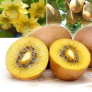 국내산 골드키위5kg(65과내외)-1개