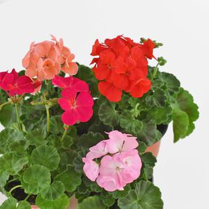 마이플랜트 제라늄 모종 꽃키우기 야생화 소형