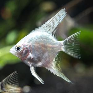 나나아쿠아 열대어 플래티넘 엔젤피쉬 1마리