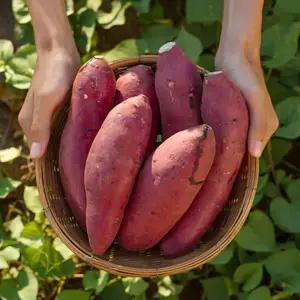 베니하루카 해남 꿀고구마 고구마 5kg