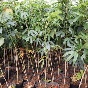 황칠나무 묘목 3년생 6년생 관엽식물 특용수 약용수 관상수 조경수 원예