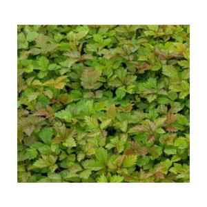 (성실)삼나물 눈개승마 모종 100개