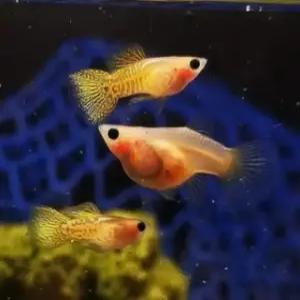 [힘찬열대어] 라이츄 구피 1마리