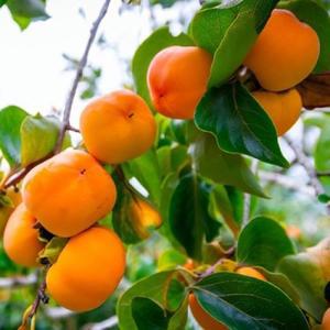 추위에강한 단감 묘목 (차량) 감나무 고급품종 내한성