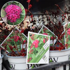 더블플레이 조팝나무 묘목 P13화분묘 두지 골드 레드 빅뱅 정원수 조경수 홈가드닝