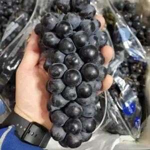 싱싱햇 블랙포도 세이블 씨없는 수입 포도 1kg