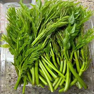 2025 무주 햇 나물 엄나무순 여름두릅 두룹 드룹 새순 2kg