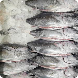국내산 동해 참다랑어 생물 통 손질 참치 원물 8KG 이상급 생참치