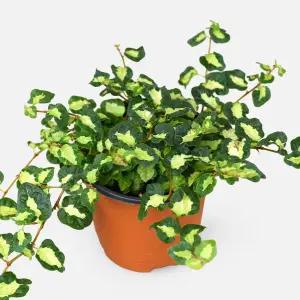 푸미라 문라이트 소형 플랜테리어 공기정화 인테리어 넝쿨식물
