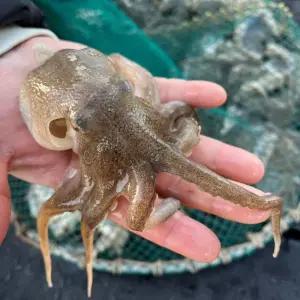 국내산 생물 알배기 알 주꾸미 쭈꾸미 샤브샤브 볶음 1kg