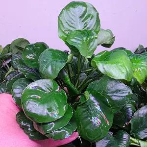 아누비아스 코인나나 큰벌브 음성수초 활착 어항 수족관