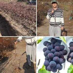 포도나무 묘목 3년생 결실주 (분묘) 캠벨 MBA머루 거봉 자옥 충랑 유실수 과실수 과일나무 과수 정원수