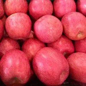 경북 청송 부사 얼음골 꿀사과 가정용 못난이 3kg 5kg