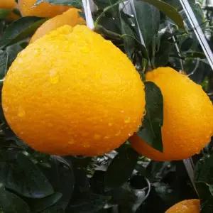 제주 고당도 가정용 노지 한라봉 10kg소과(50-75입)