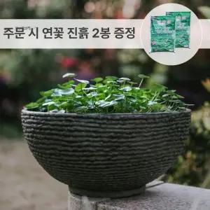 원형 수반 연꽃 수경 구피 옹기 어항 마당
