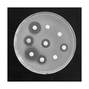 항생제 감수성 키트 - 디스크 확산법