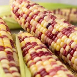 쫀득쫀득 냉동 삶은 홍찰옥수수 왕특대 30개 (16-18cm)