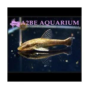 [에이투비][묶음 할인] 브리딩 리오네그로 오토싱 / 2 - 3cm 전후 / 2마리