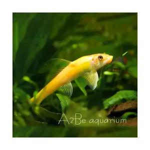 [에이투비]이끼청소/골든 알지이터 / 4cm전후 / 5마리