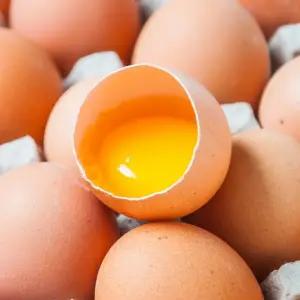 [농부들의수확][HACCP 인증] 당일산란 무항생제 계란 무정란 특란 60구(30구*2판)