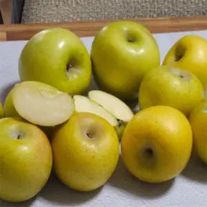 유쎌스토어 시나노골드가정용일반 (중소과) 5KG(26-30과) 당도높은사과 경북꿀사과