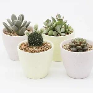 세라믹화분 다육이 분갈이 도자기 백토 미니 소형 작은 빈티지 파스텔 컬러 원형 화분
