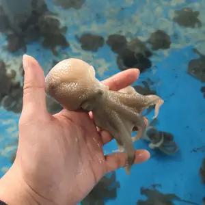 국내산 신선 급냉 냉동쭈꾸미 1kg / 쭈꾸미볶음 / 샤브샤브