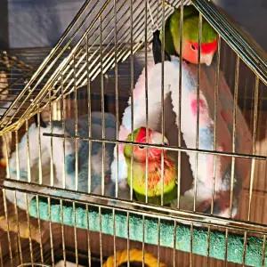 [베스트TOP100] 대 포치 하트둥지 앵무새둥지 은신처 앵무새