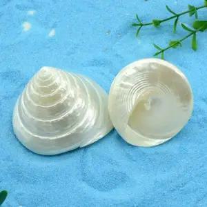 심심하지않은소라모형 모빌 감성소품 테라리움 물고기