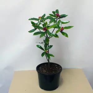 순희농장 천리향 천리향나무 화분H0.3 서향나무 천리향꽃 개화주 공기정화식물 반려식물 향기나는나무 실내