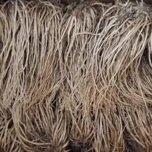 삼채종근 1kg 생 삼채 뿌리 식용 재배용