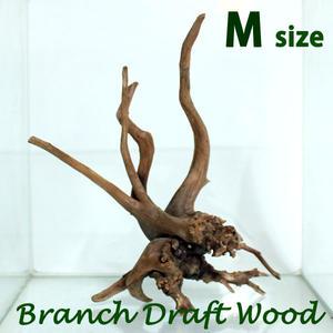 수족관 가지유목 M (15~25cm) / 수족관 어항 수조 장식 장식품 모스 활착 수초 나무 꾸미기 레이아웃 열대어 관상어 구피